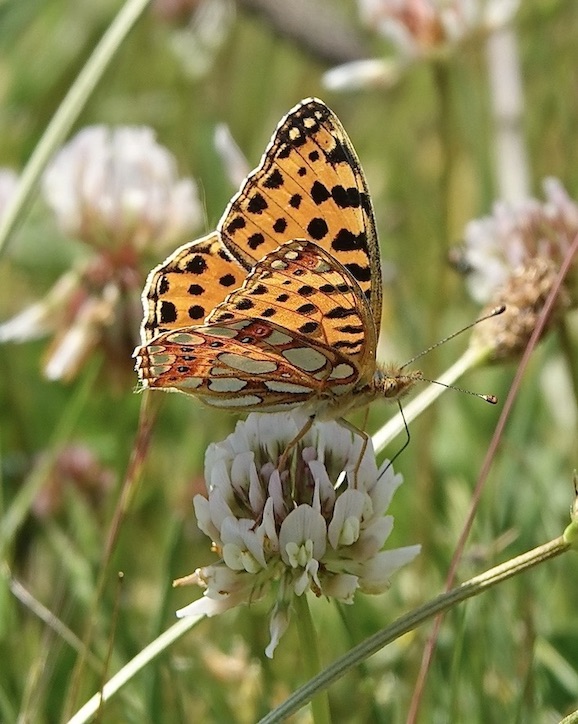 Queen of Spain fritillary